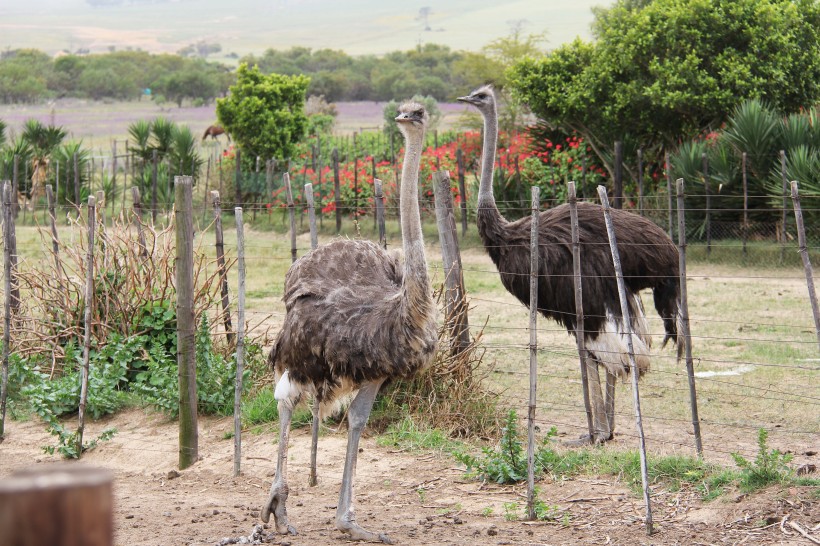 野生鴕鳥高清圖片