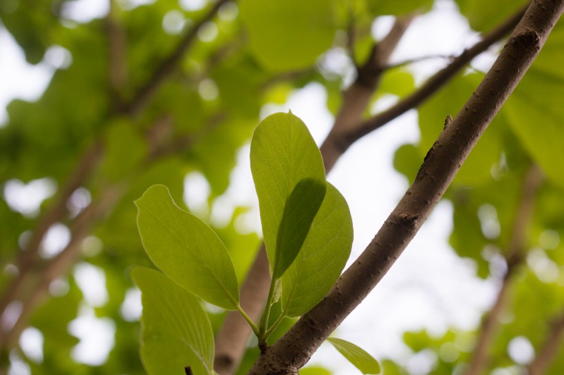 番石榴樹(shù)葉圖片