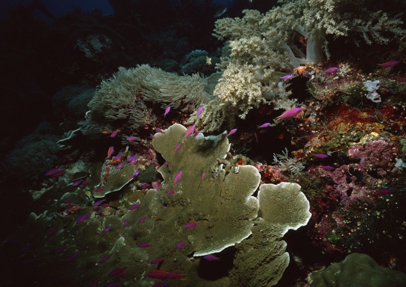 海底生物图片