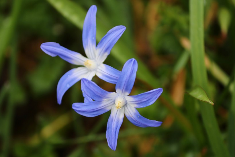 清新可愛的藍(lán)星花圖片