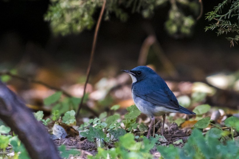 藍(lán)歌鴝鳥類圖片