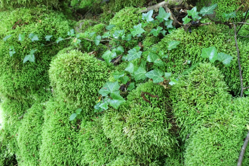 綠色的苔蘚圖片