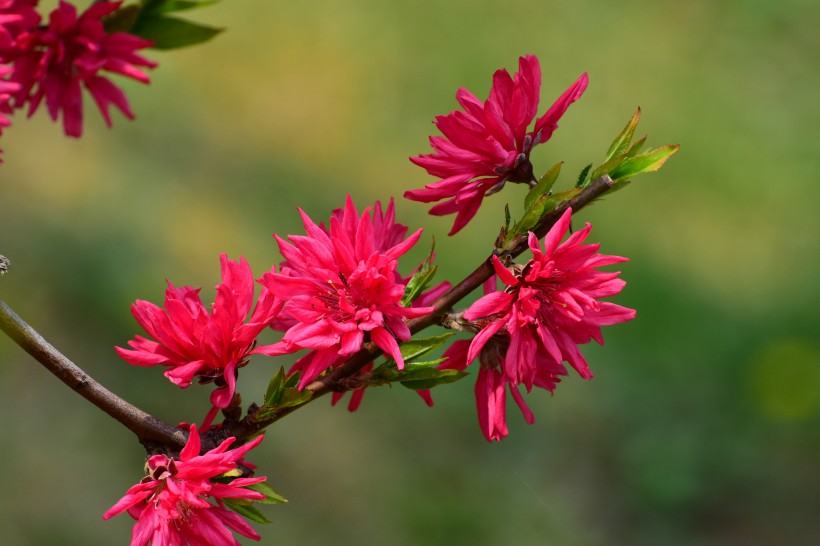 菊花桃圖片