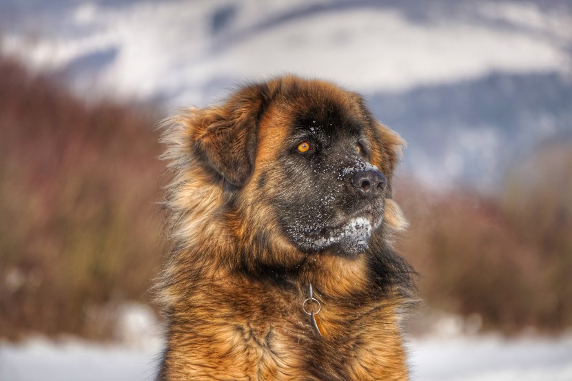 體型高大的蘭波格犬圖片