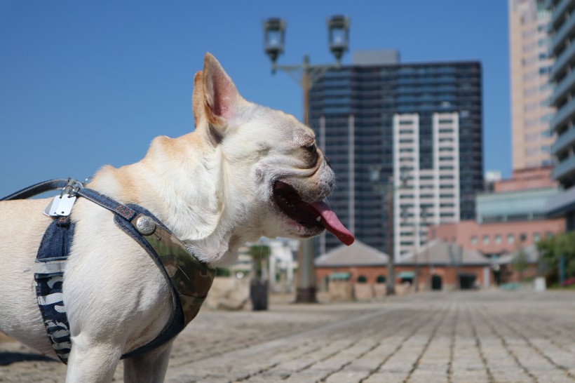 可爱的斗牛犬图片