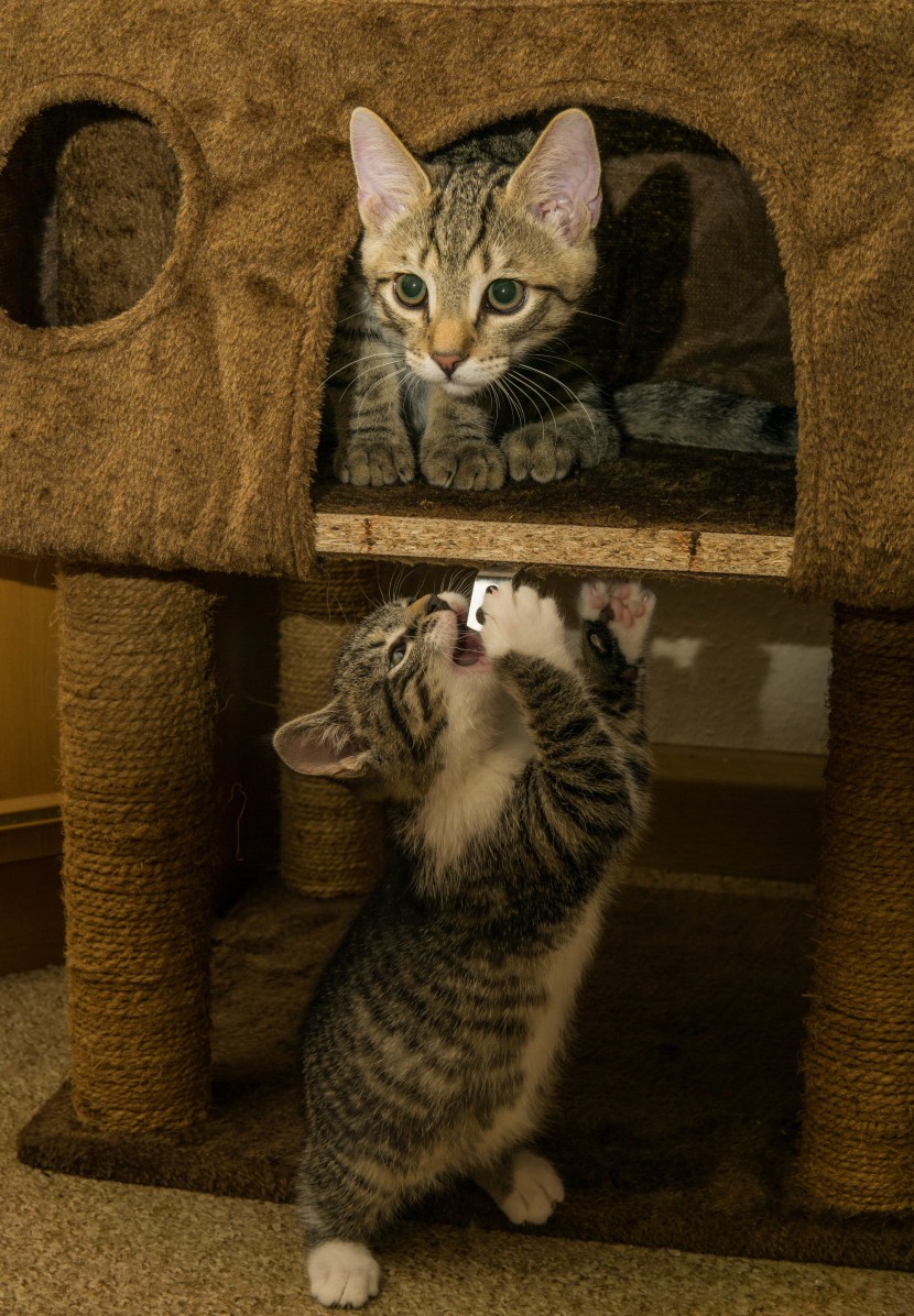 乖巧可爱的狸花猫图片