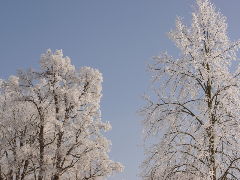 冬日里的雪樹的特寫圖片