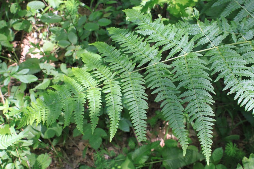 绿色蕨类植物图片