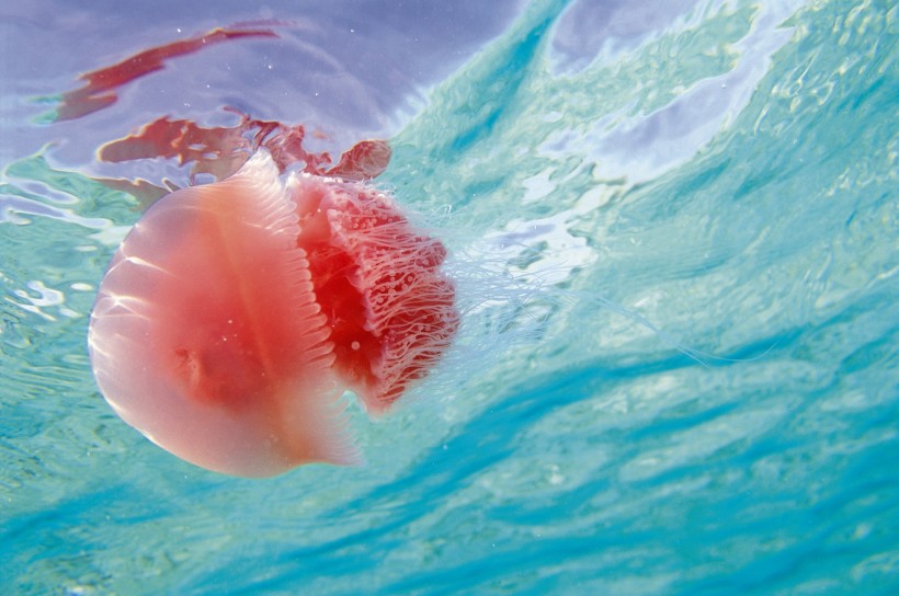 海洋鱼类生物特写图片