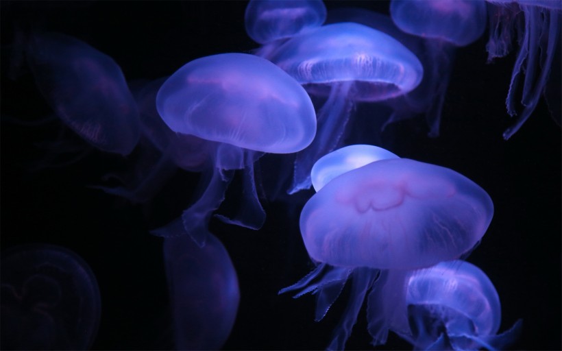 漂亮的水生動物水母圖片