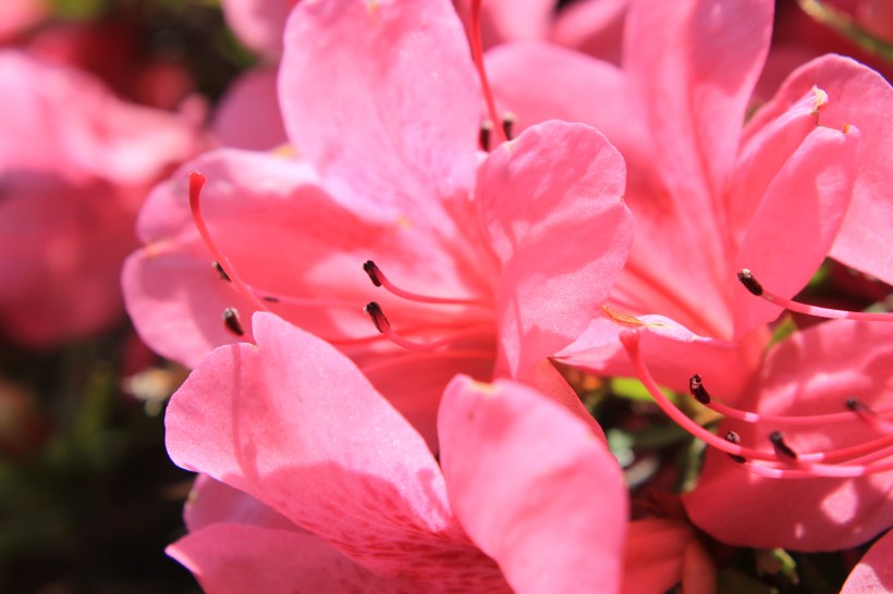 粉色杜鹃花特写图片