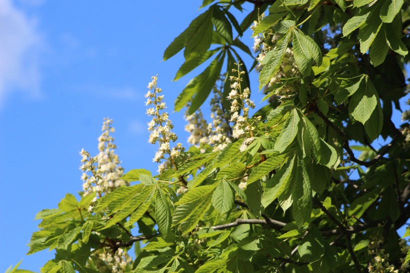 花序美麗的歐洲七葉樹花圖片