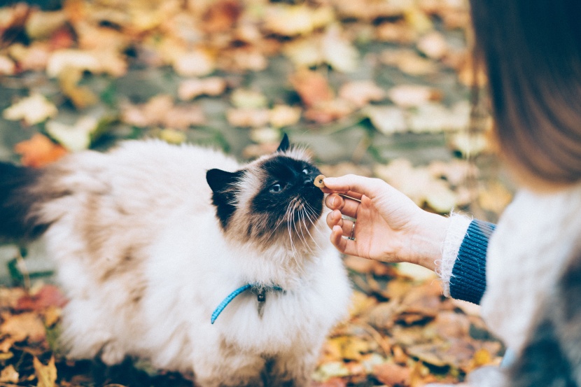 温顺友好的伯曼猫图片