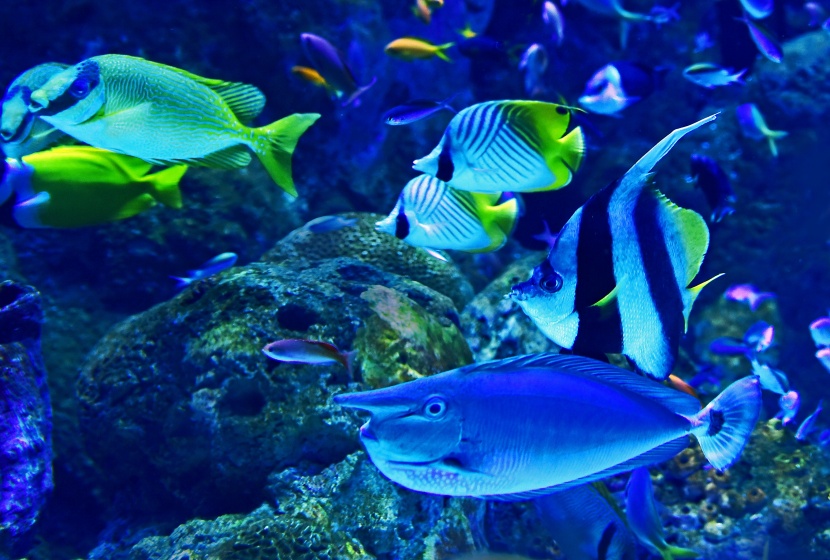 漂亮的水族館海洋生物圖片