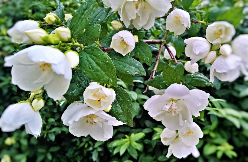 純潔芳香的茉莉花圖片