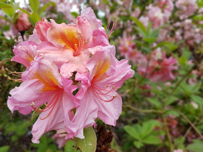 各種顏色漂亮的杜鵑花圖片