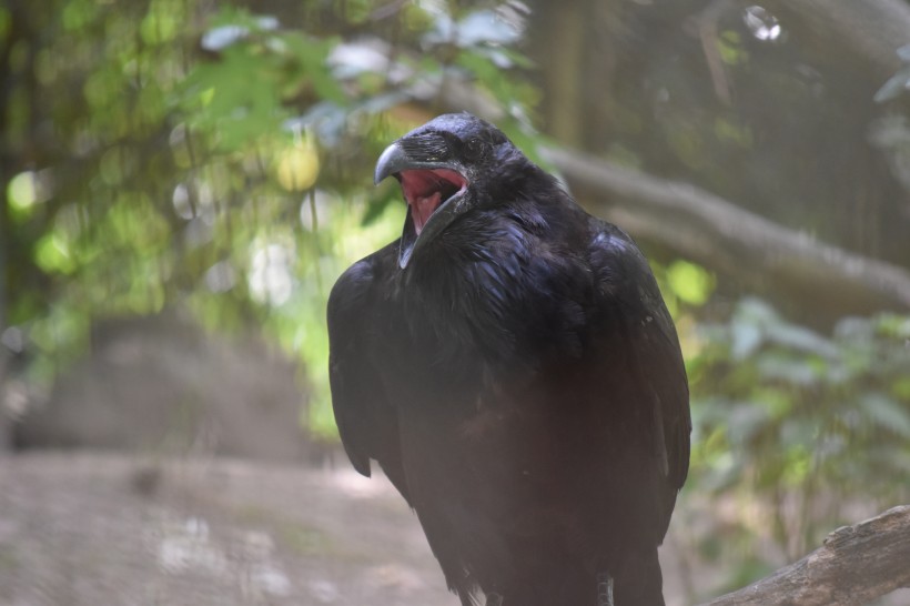 一只漆黑羽毛的乌鸦图片