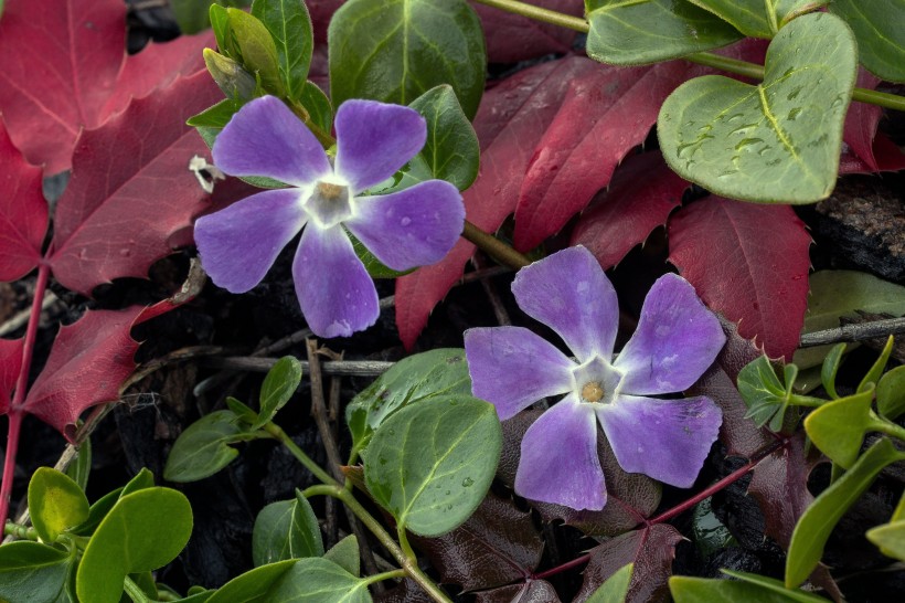 各種顏色的長春花圖片