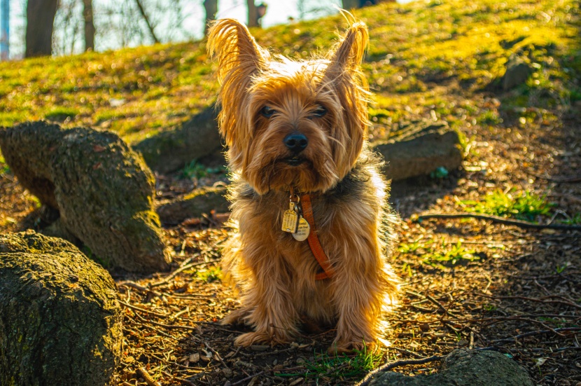 嬌小活潑的約克夏梗犬圖片