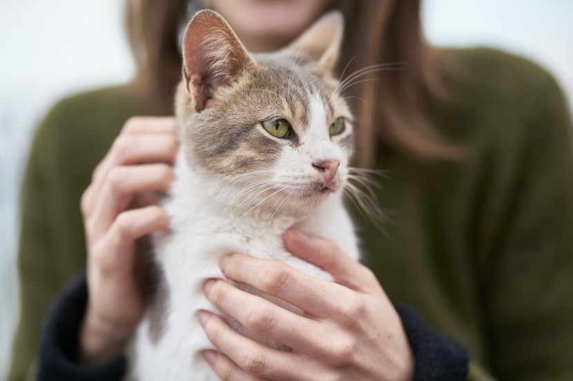 宠物猫和主人图片