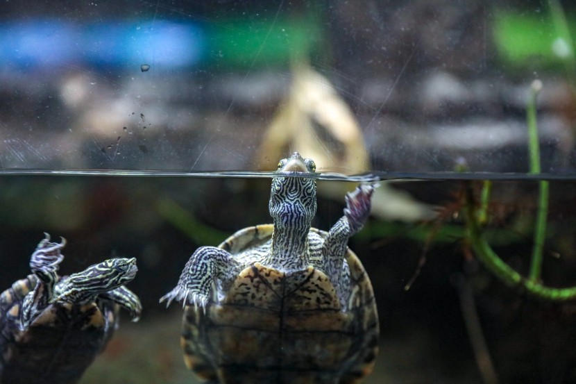 芝加哥谢德水族馆图片