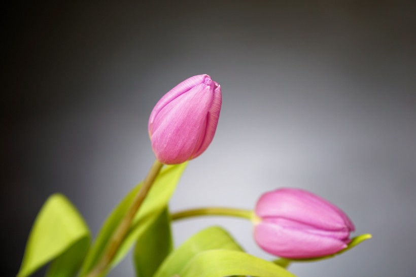 花朵艷麗的郁金香圖片