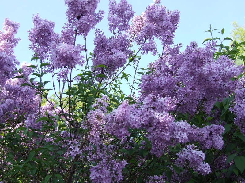 秀美的紫色丁香花圖片