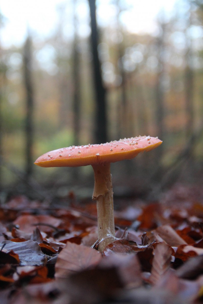 森林里的紅色毒蠅傘蘑菇圖片