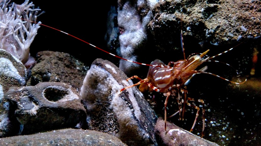 美國西雅圖水族館圖片