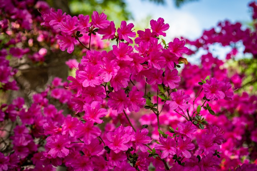 万紫千红花团锦簇的映山红图片