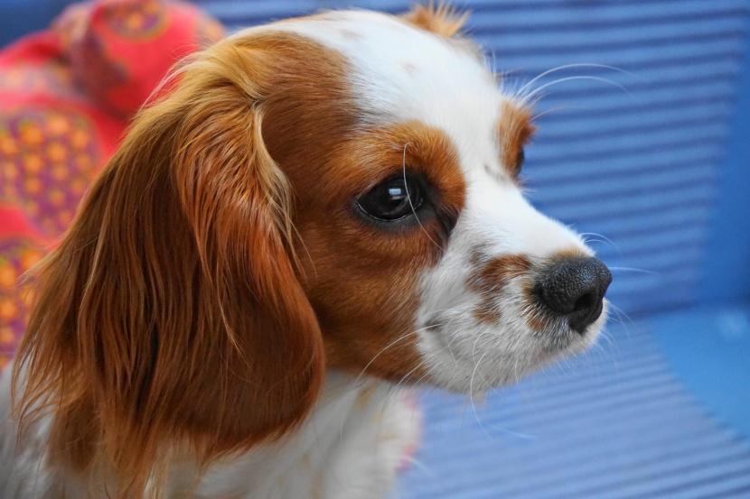 漂亮的查理士王小猎犬图片