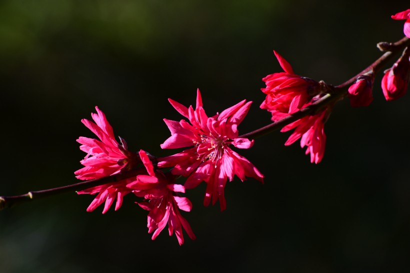 菊花桃圖片