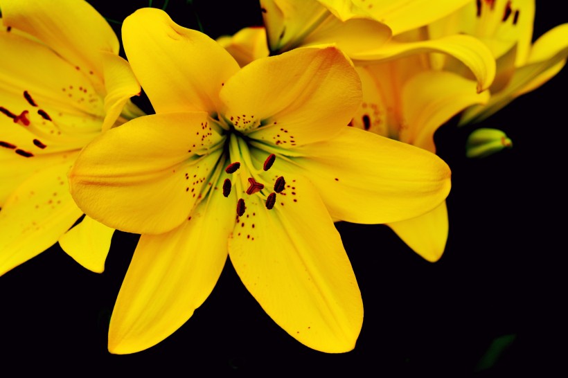 优雅芳香的百合花图片