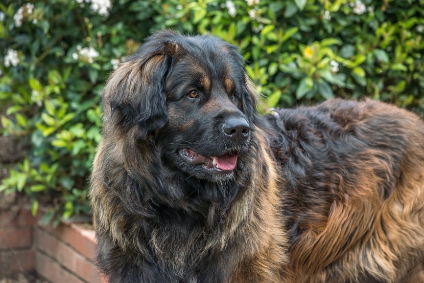 體型高大的蘭波格犬圖片