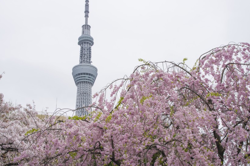 日本东京晴空塔建筑风景图片