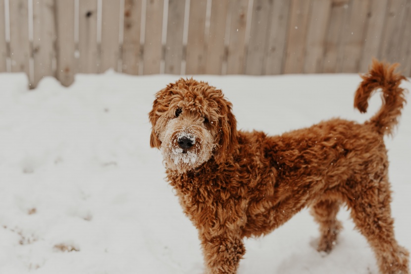 雪地撒欢的宠物狗图片