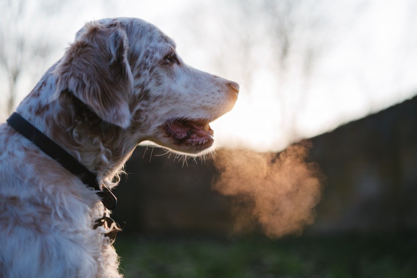 優(yōu)雅的英國雪達(dá)犬圖片