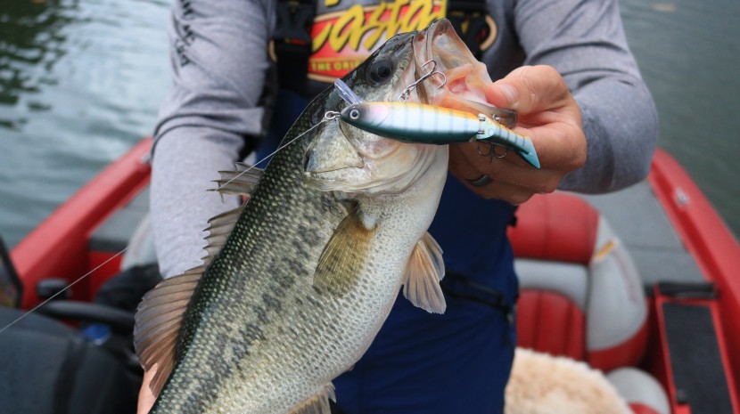 被釣起的野生魚圖片