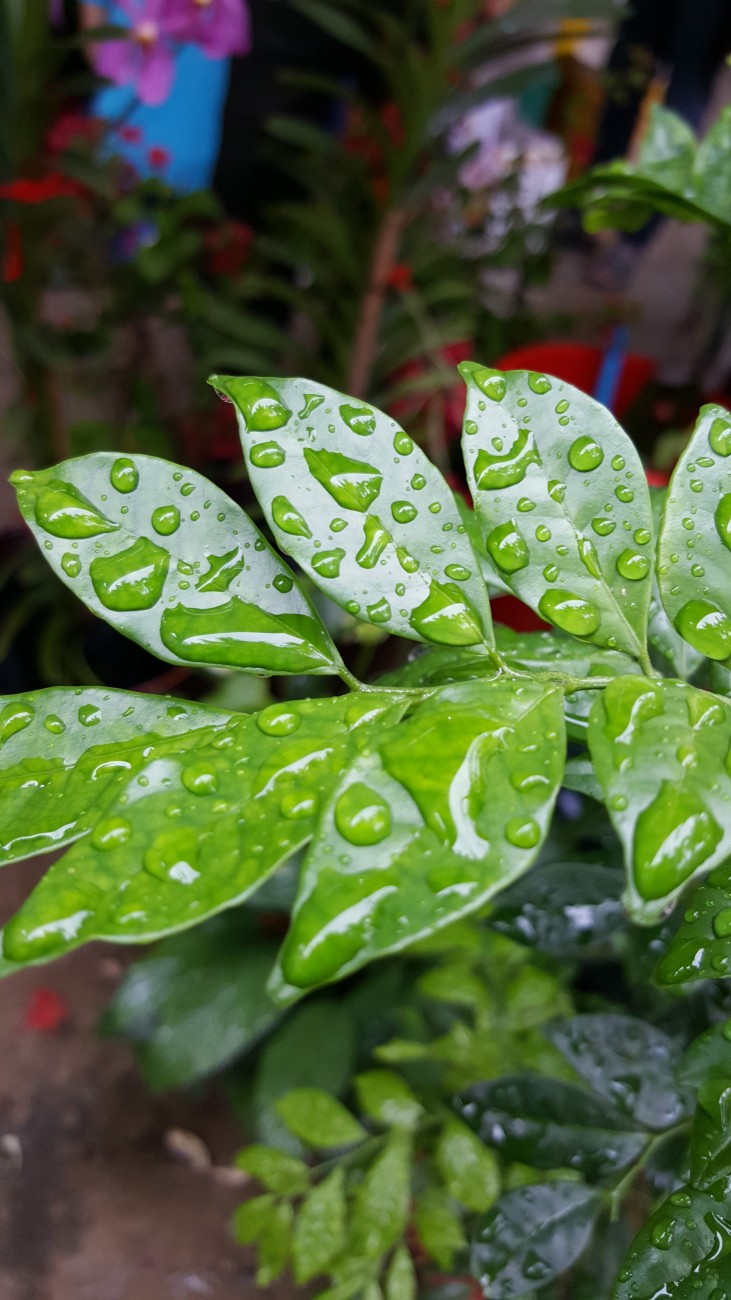 雨后的绿色植物图片