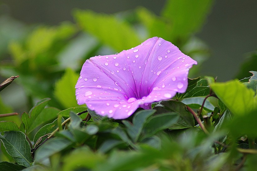 美丽的牵牛花图片