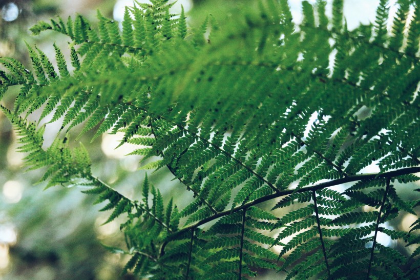 野生綠色蕨類植物圖片