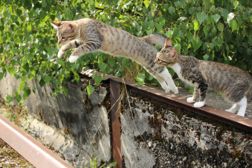 户外玩耍的小猫图片