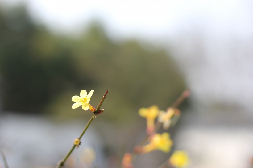 鵝黃色的迎春花圖片