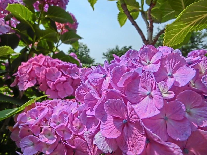 粉红色的八仙花图片