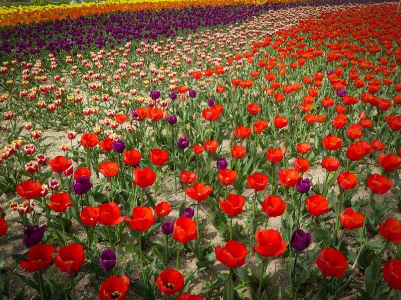 色彩缤纷的郁金香花图片