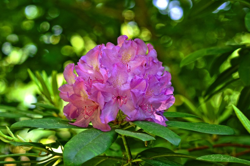 春天万紫千红的杜鹃花图片