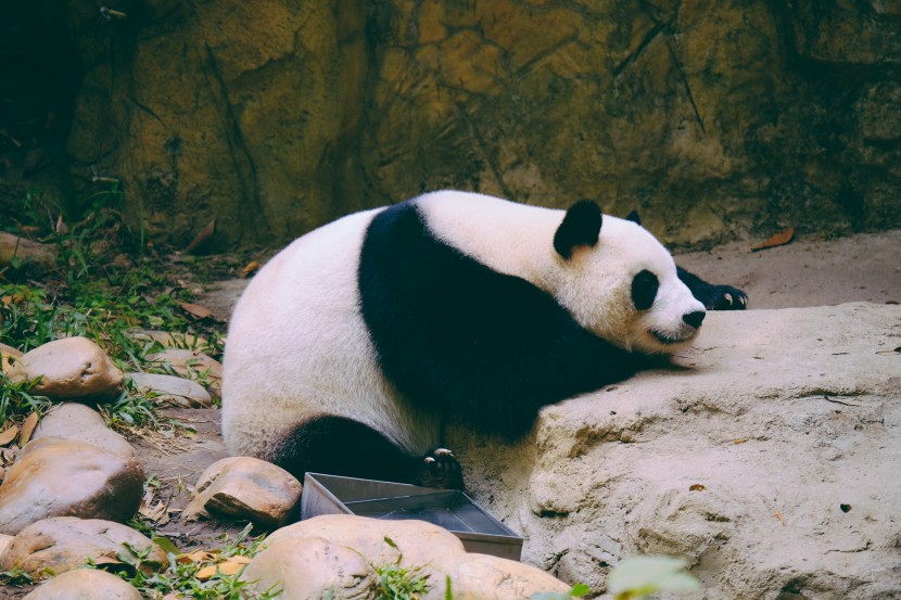 动物园里的国宝大熊猫图片