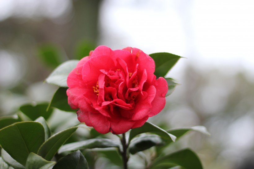 紅露珍山茶花圖片