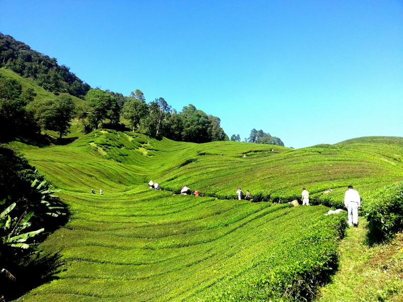 風(fēng)景優(yōu)美的茶樹圖片