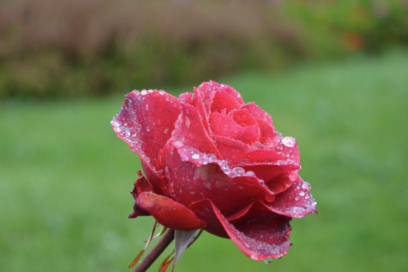 雨后的鮮花圖片